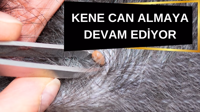 Kırım Kongo Kanamalı Ateşi hastalığı can almaya devam ediyor. Kene